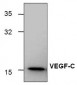 VEGF-C Antibody